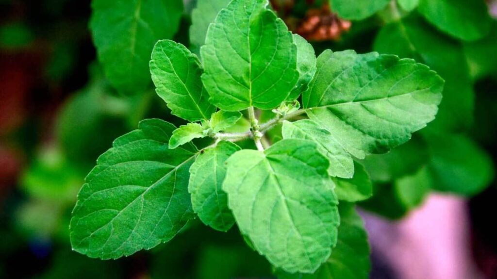 Tulsi Uses in Hindi